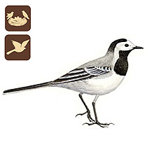 MTE - Madarak a kertnkben, Mlyi Termszetvdelmi Egyeslet, Barzdabilleget Motacilla alba, madarak a kertnkben, kerti madarak