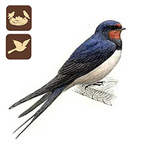 MTE - Madarak a kertnkben, Mlyi Termszetvdelmi Egyeslet, Fstifecske, Hirundo rustica, madarak a kertnkben, kerti madarak