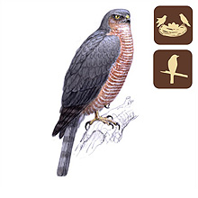MTE - Madarak a kertünkben, Mályi Természetvédelmi Egyesület, Karvaly, (Accipiter nisus), madarak a kertünkben, kerti madarak