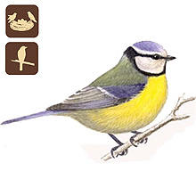 MTE - Madarak a kertnkben, Mlyi Termszetvdelmi Egyeslet, Kkcinege Parus caeruleus, madarak a kertnkben, kerti madarak