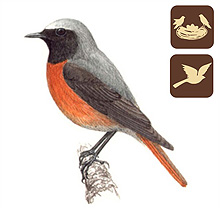 MTE - Madarak a kertünkben, Mályi Természetvédelmi Egyesület, Kerti rozsdafarkú, (Phoenicurus phoenicurus), madarak a kertünkben, kerti madarak