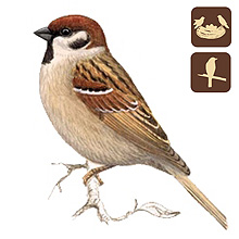 Mlyi Termszetvdelmi Egyeslet, Mezei verb, Passer montanus, madarak a kertnkben, kerti madarak