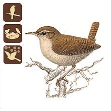 MTE - Madarak a kertnkben, Mlyi Termszetvdelmi Egyeslet, krszem Trolodytes troglodytes, madarak a kertnkben, kerti madarak