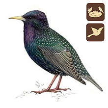 Mlyi Termszetvdelmi Egyeslet, Seregly, Sturnus vulgaris, madarak a kertnkben, kerti madarak