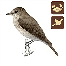 MTE - Madarak a kertünkben, Mályi Természetvédelmi Egyesület, Szürke légykapó, (Muscicapa striata) , madarak a kertünkben, kerti madarak