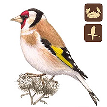 MTE - Madarak a kertnkben, Mlyi Termszetvdelmi Egyeslet, Tengelic, Carduelis carduelis, madarak a kertnkben, kerti madarak
