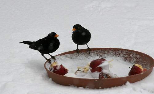 téli madáretetés, madáretetés télen, madáretető madarak etetése, 