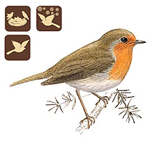 MTE - Madarak a kertnkben, Mlyi Termszetvdelmi Egyeslet, Vrsbegy Erithacus rubecula, madarak a kertnkben, kerti madarak